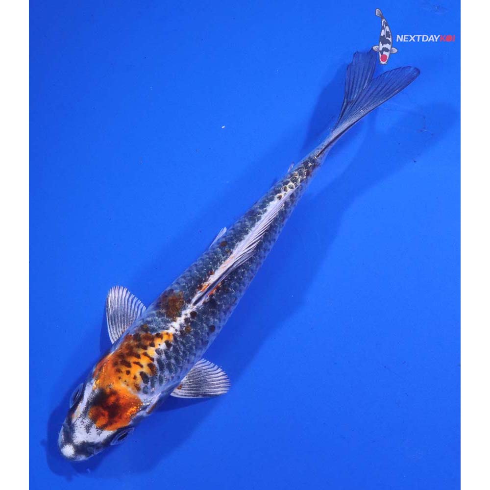 5.5” Imported Kujaku