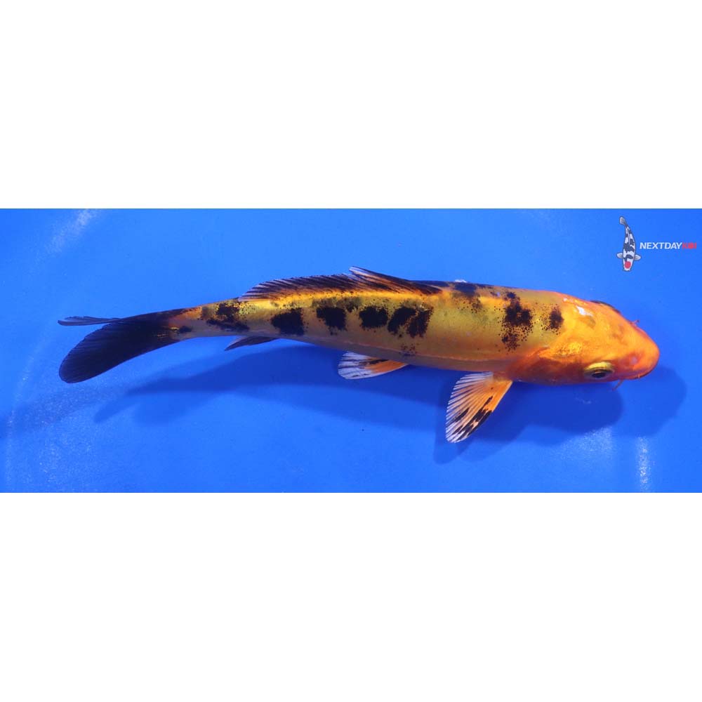 5.5” Imported Doitsu Kin Aka Bekko
