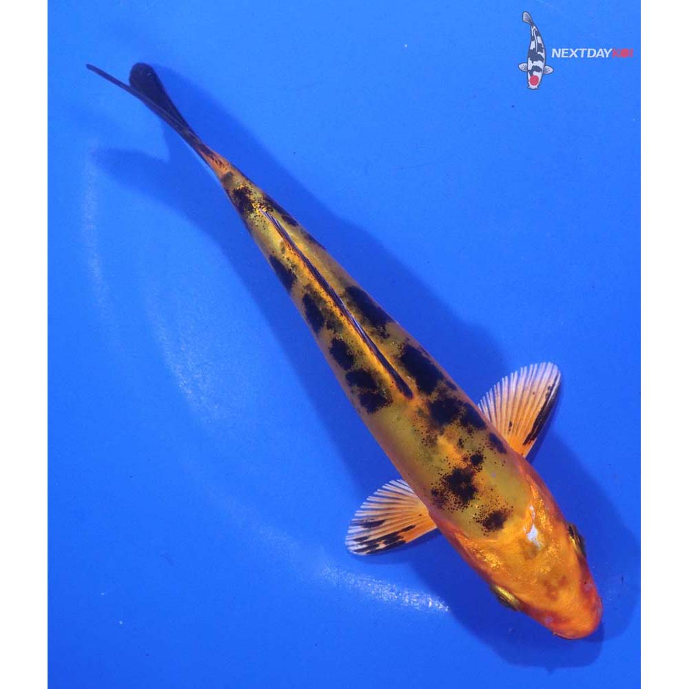 5.5” Imported Doitsu Kin Aka Bekko