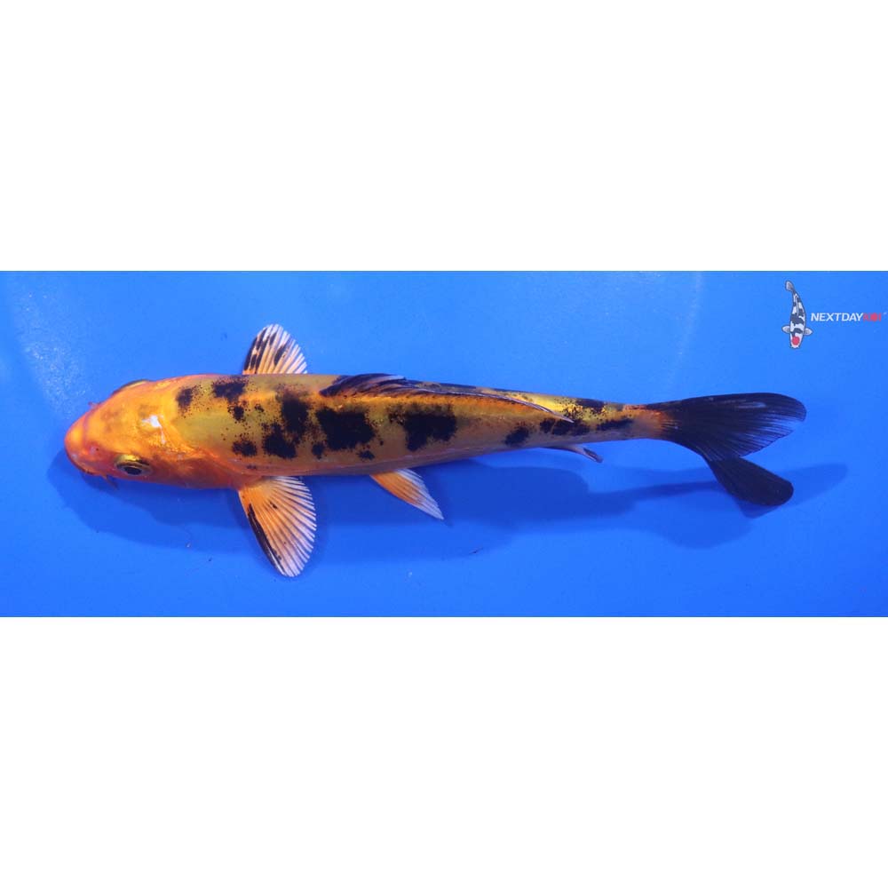 5.5” Imported Doitsu Kin Aka Bekko
