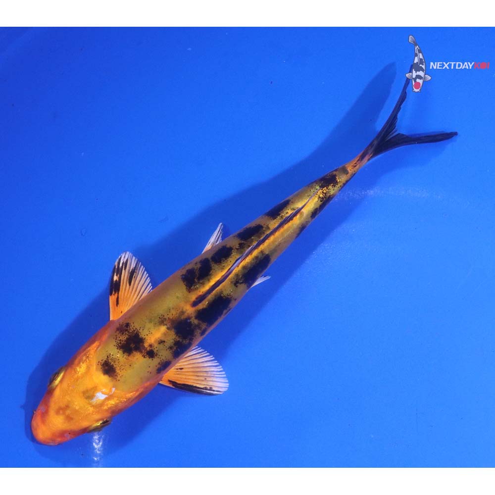 5.5” Imported Doitsu Kin Aka Bekko