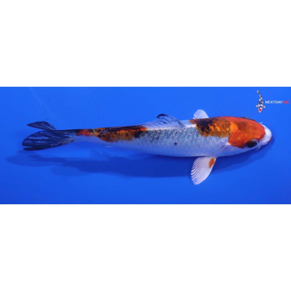 4.5” Imported Yamato Nishiki