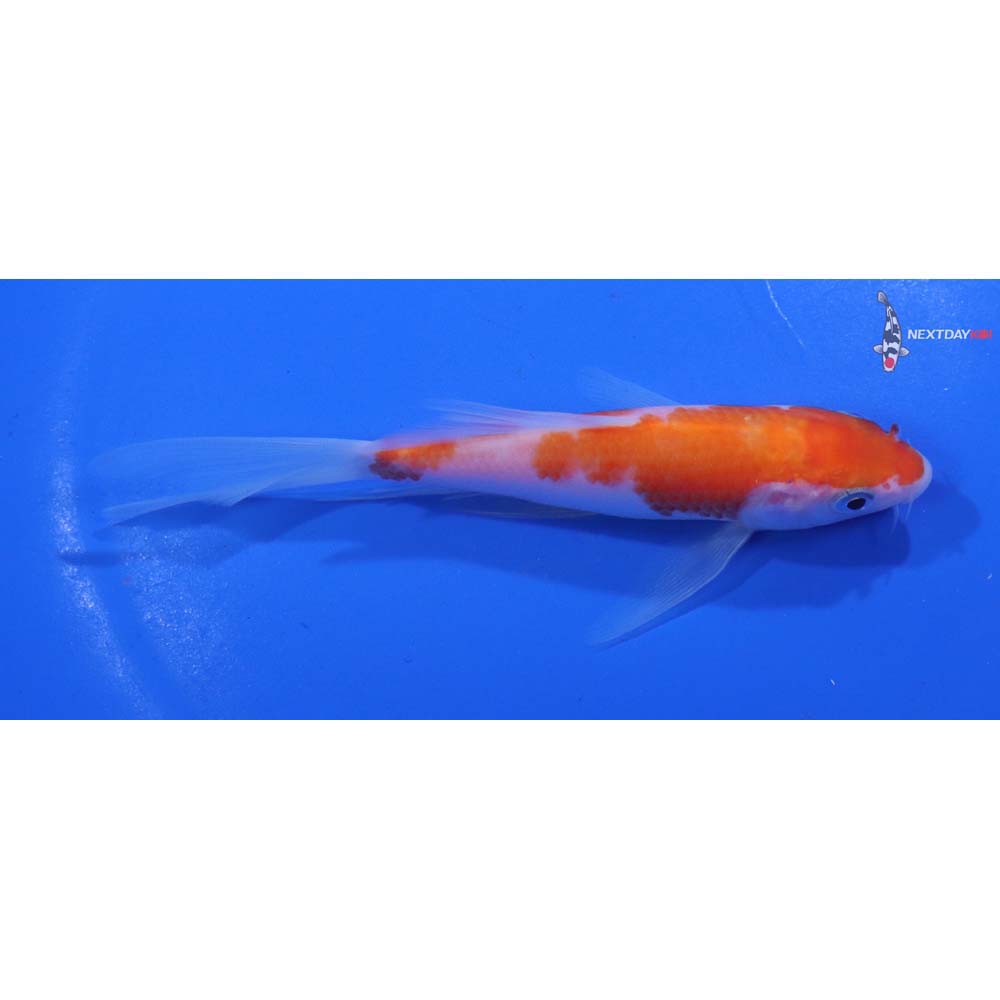 4.5” Imported Kohaku Butterfly Koi