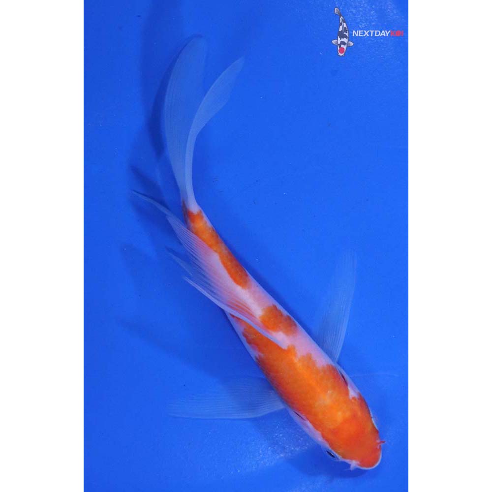 4.5” Imported Kohaku Butterfly Koi
