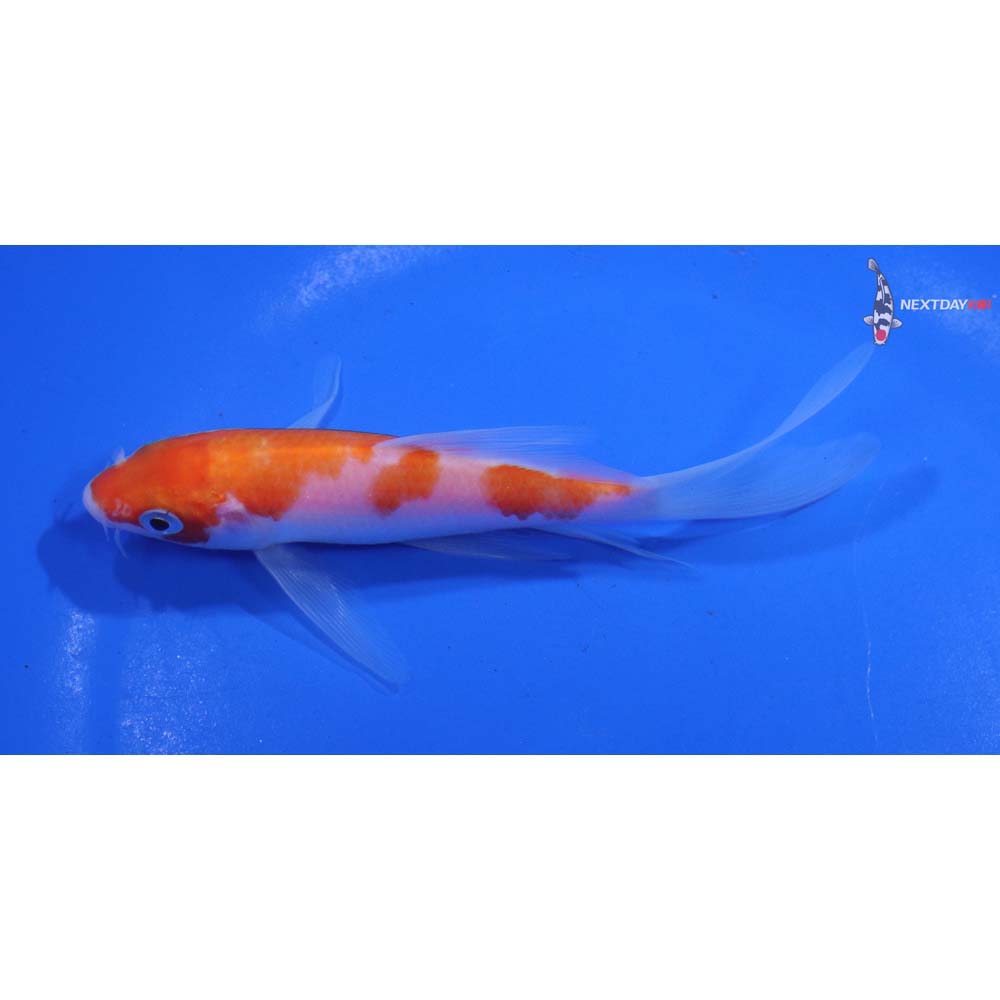 4.5” Imported Kohaku Butterfly Koi