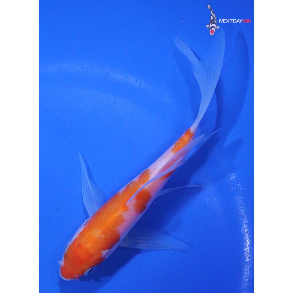 4.5” Imported Kohaku Butterfly Koi
