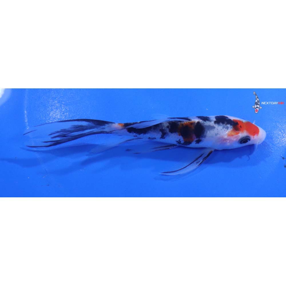 5” Imported Sanke Butterfly Koi