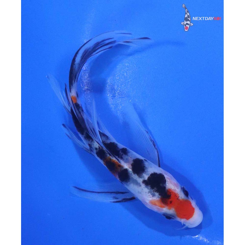 5” Imported Sanke Butterfly Koi