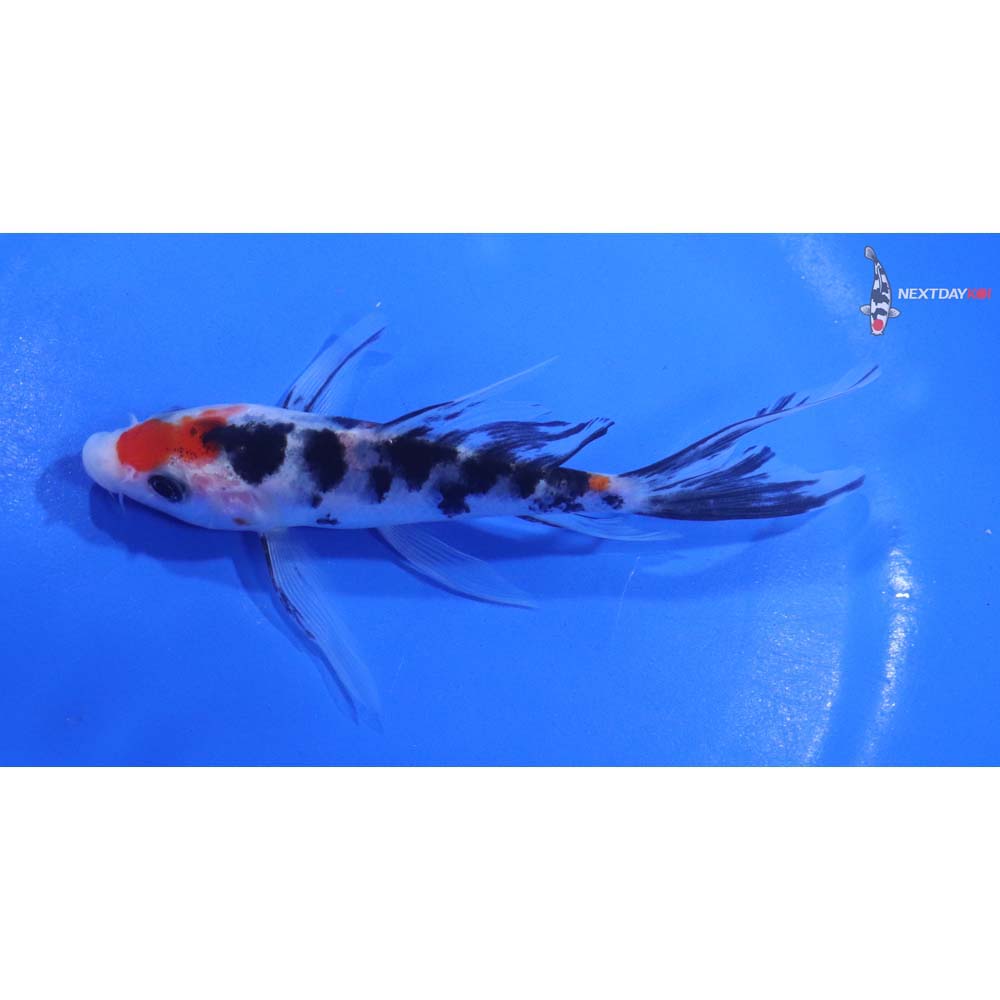 5” Imported Sanke Butterfly Koi