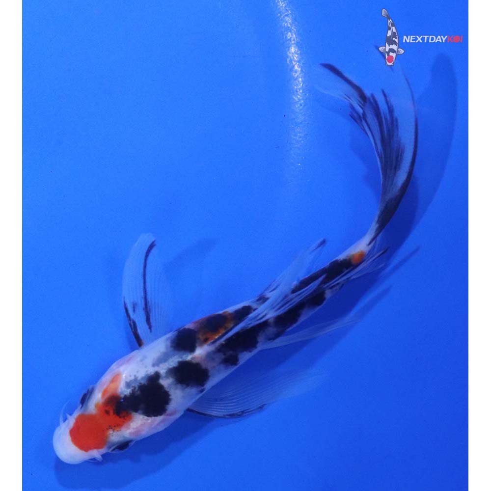 5” Imported Sanke Butterfly Koi
