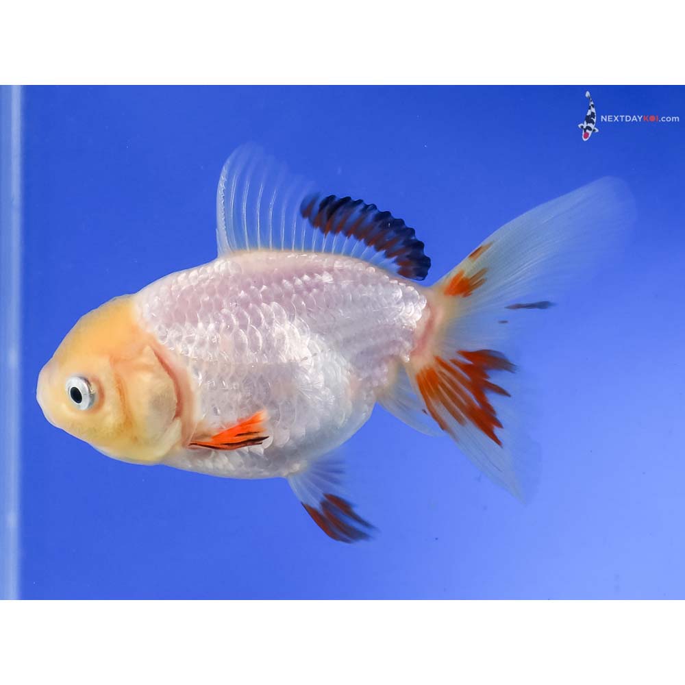 4” Imported Tri Color Oranda