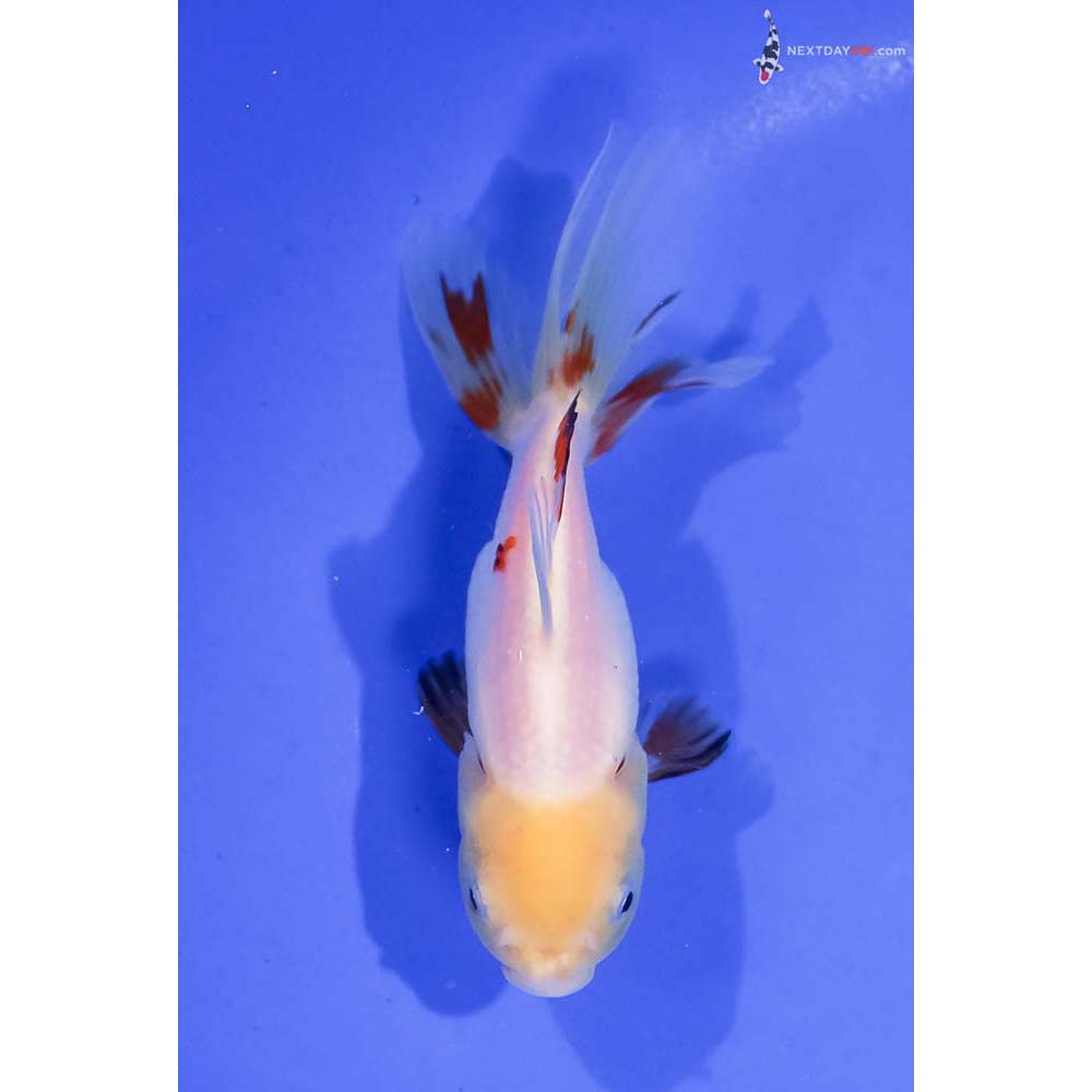 4” Imported Tri Color Oranda