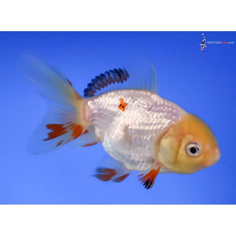 4” Imported Tri Color Oranda