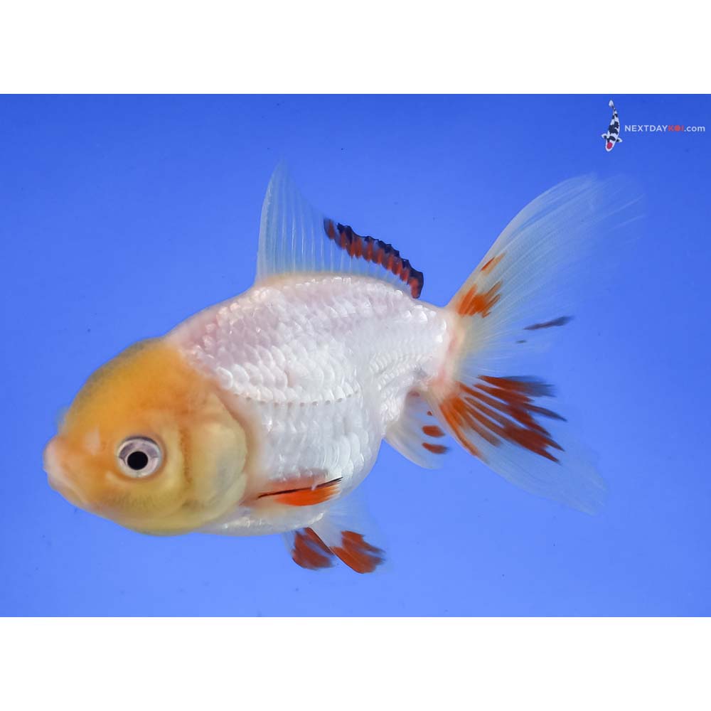 4” Imported Tri Color Oranda
