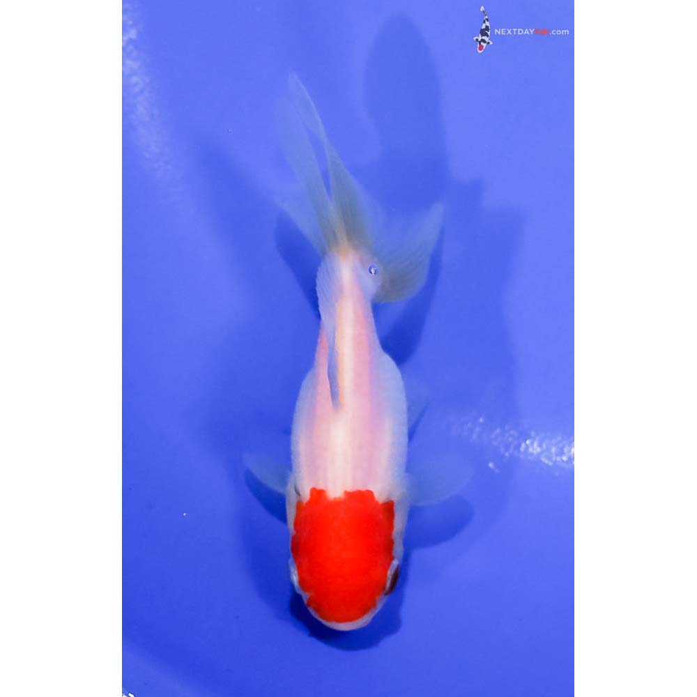 4” Imported Redcap Oranda