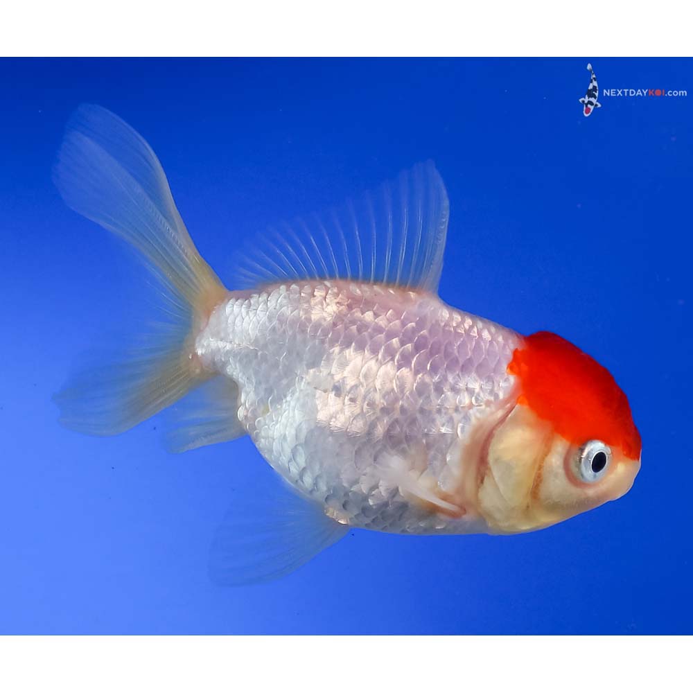 4” Imported Redcap Oranda