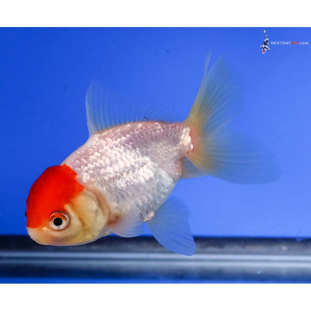 4” Imported Redcap Oranda
