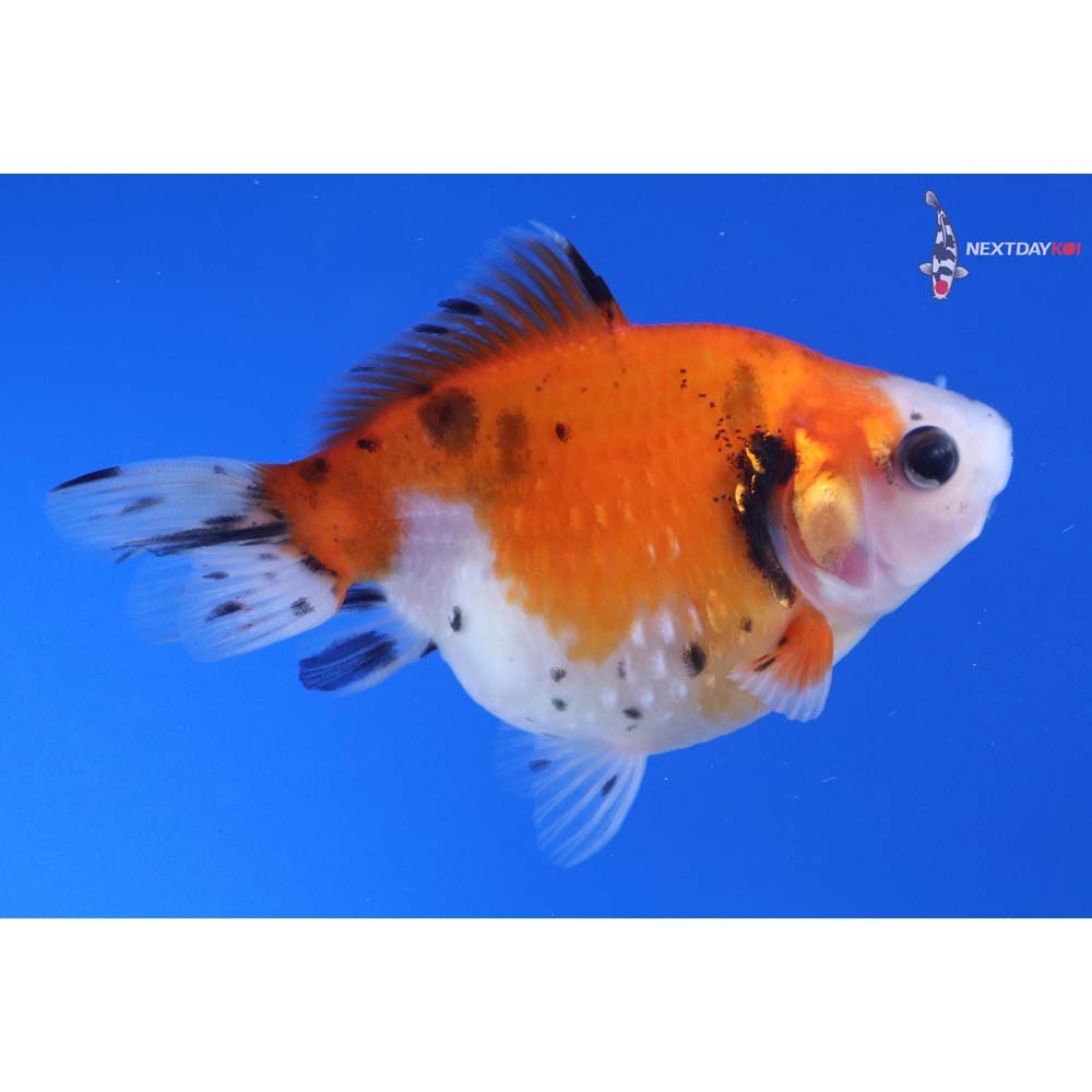 3” Imported Calico Pearlscale