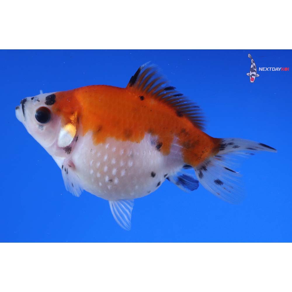 3” Imported Calico Pearlscale