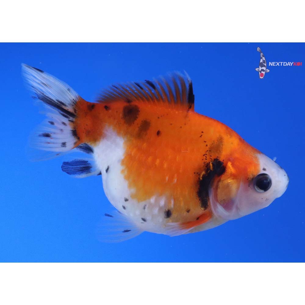 3” Imported Calico Pearlscale