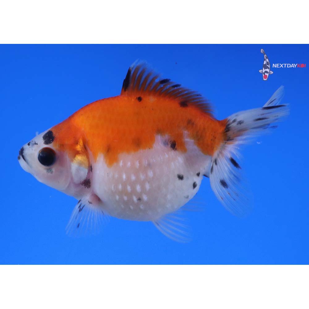 3” Imported Calico Pearlscale