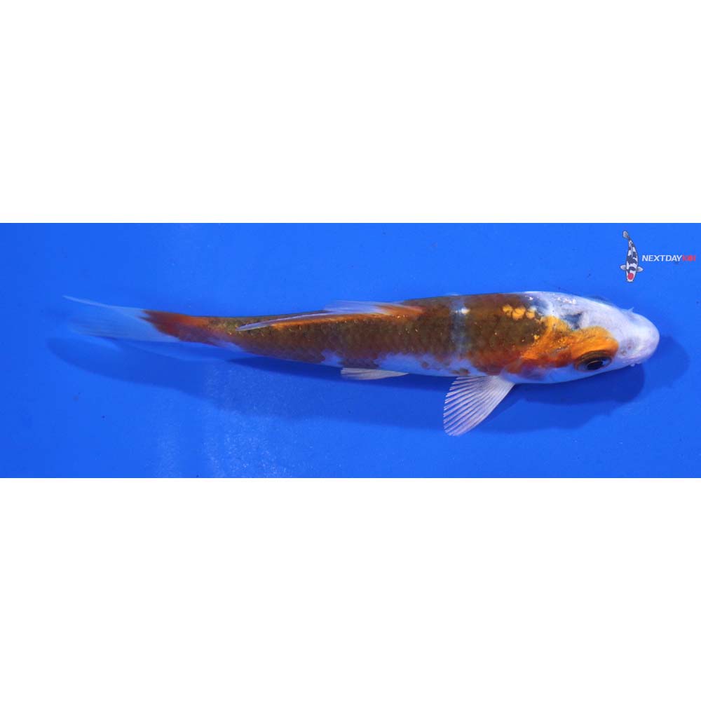 3.5” Imported Kujaku