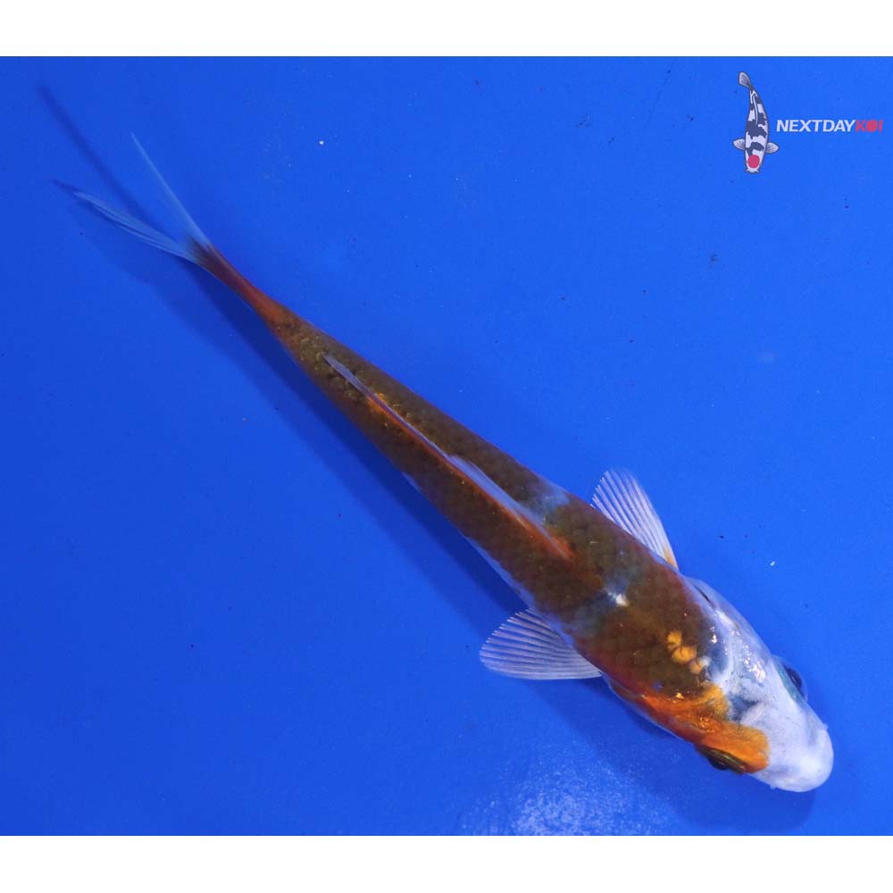 3.5” Imported Kujaku