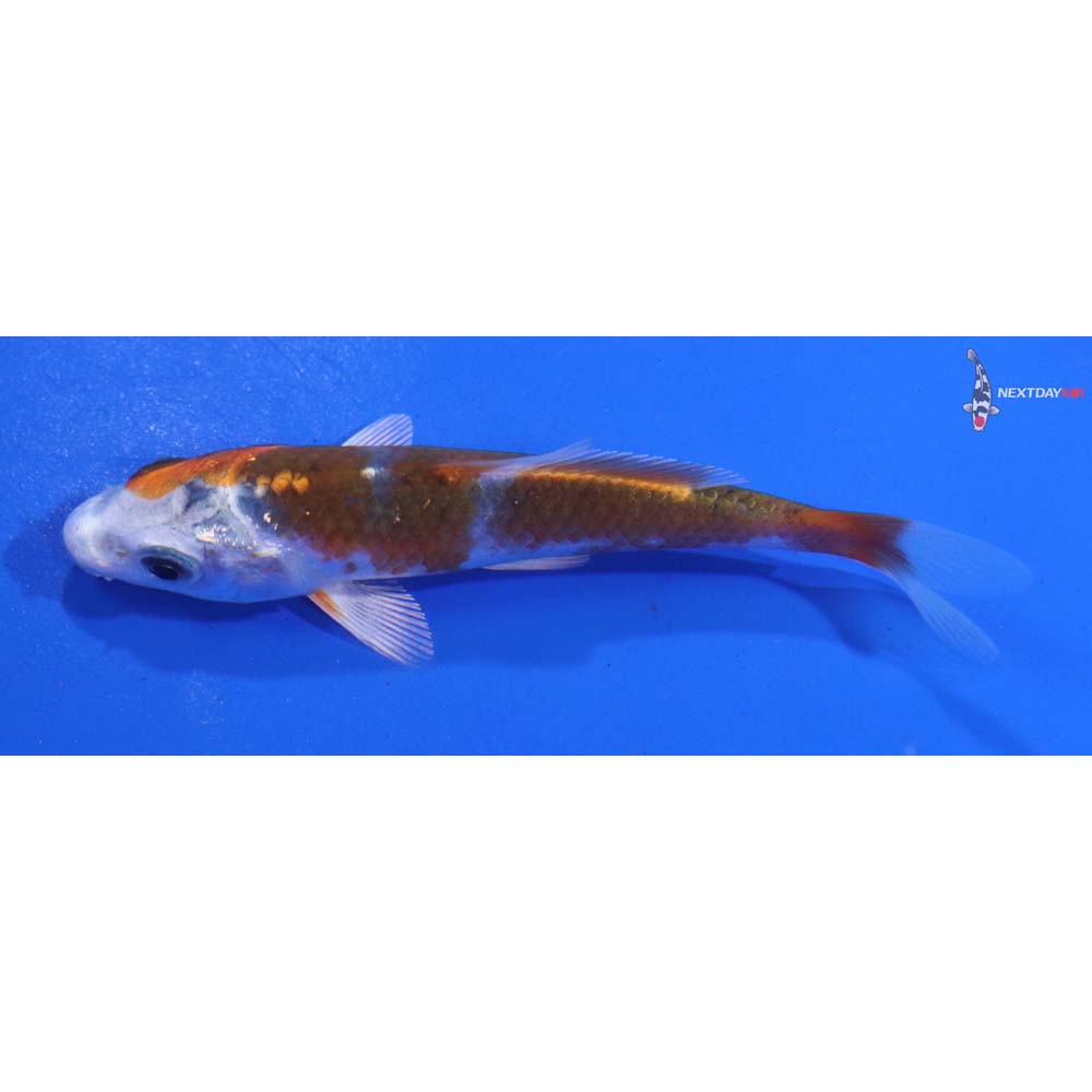 3.5” Imported Kujaku