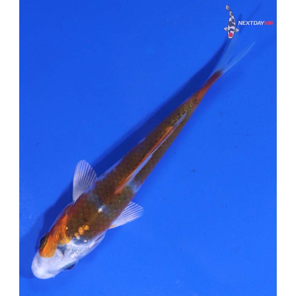 3.5” Imported Kujaku