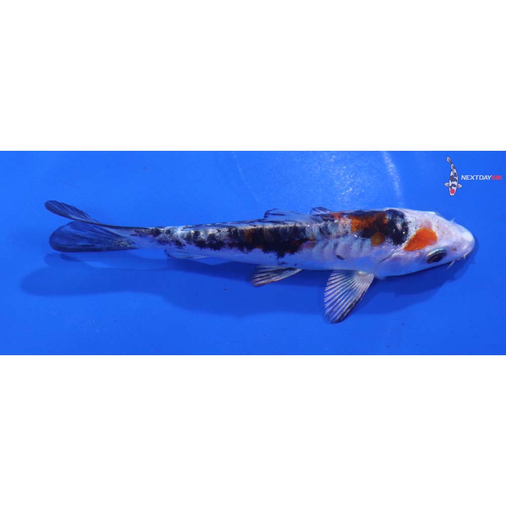 4” Imported Heisei Nishiki
