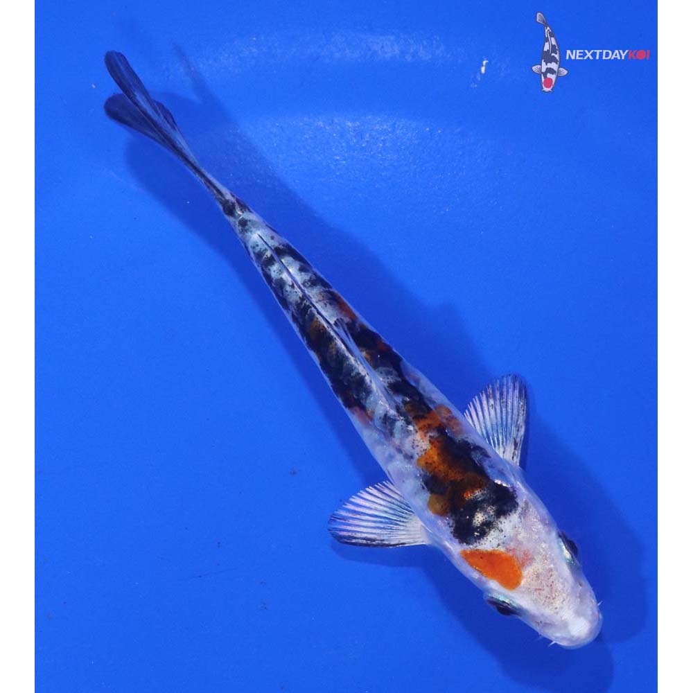 4” Imported Heisei Nishiki
