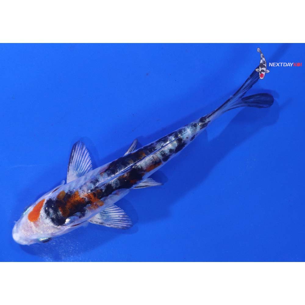 4” Imported Heisei Nishiki