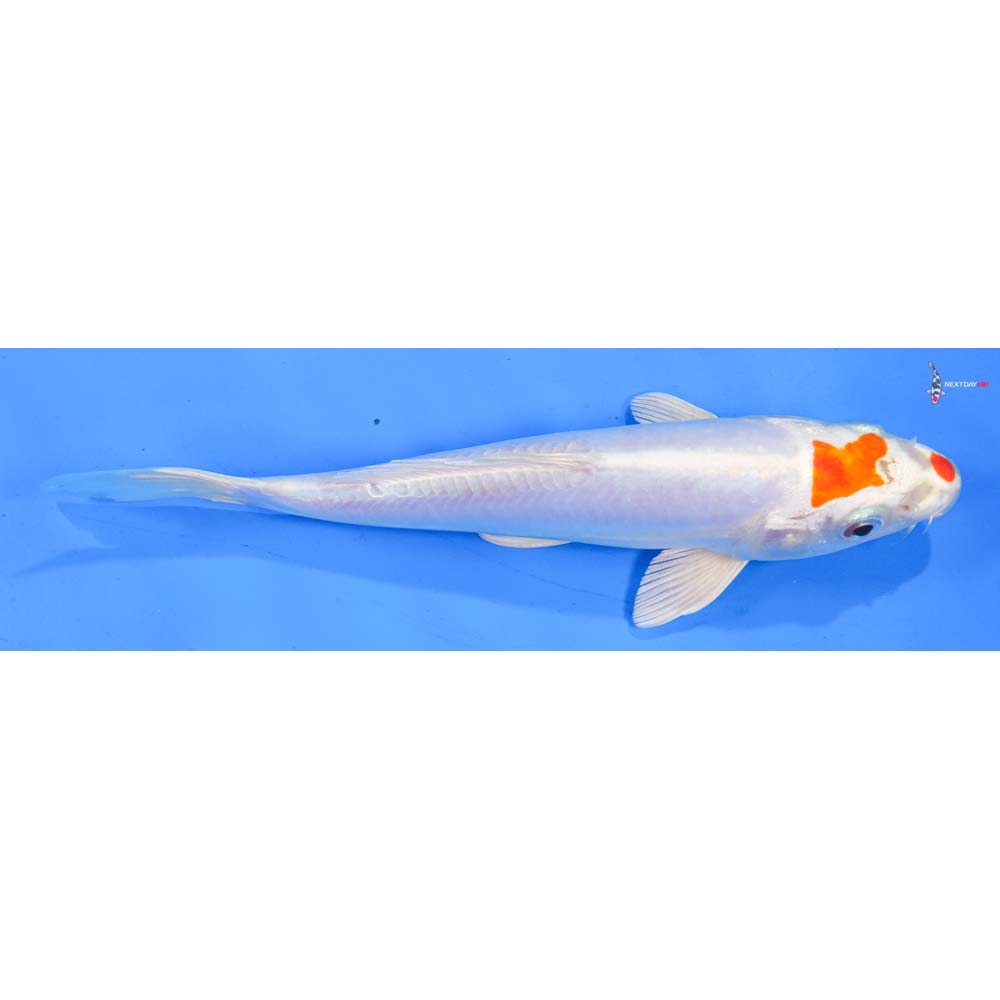 7” Imported Kikusui