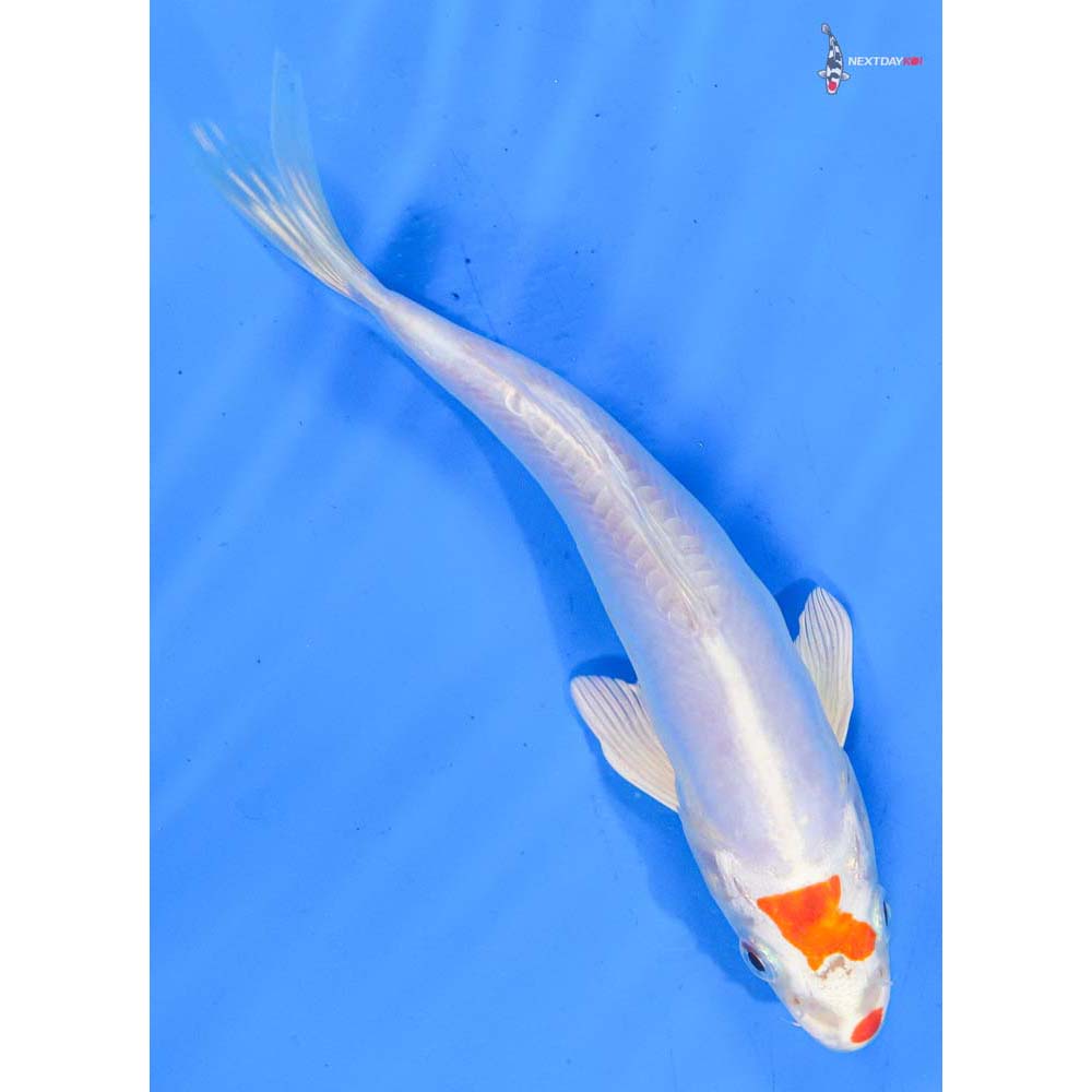 7” Imported Kikusui