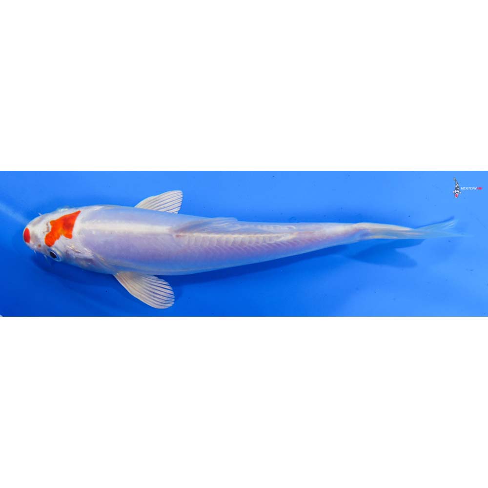 7” Imported Kikusui