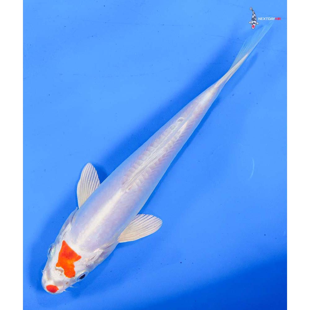 7” Imported Kikusui