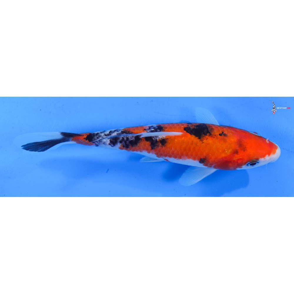 6.5” Imported Sanke
