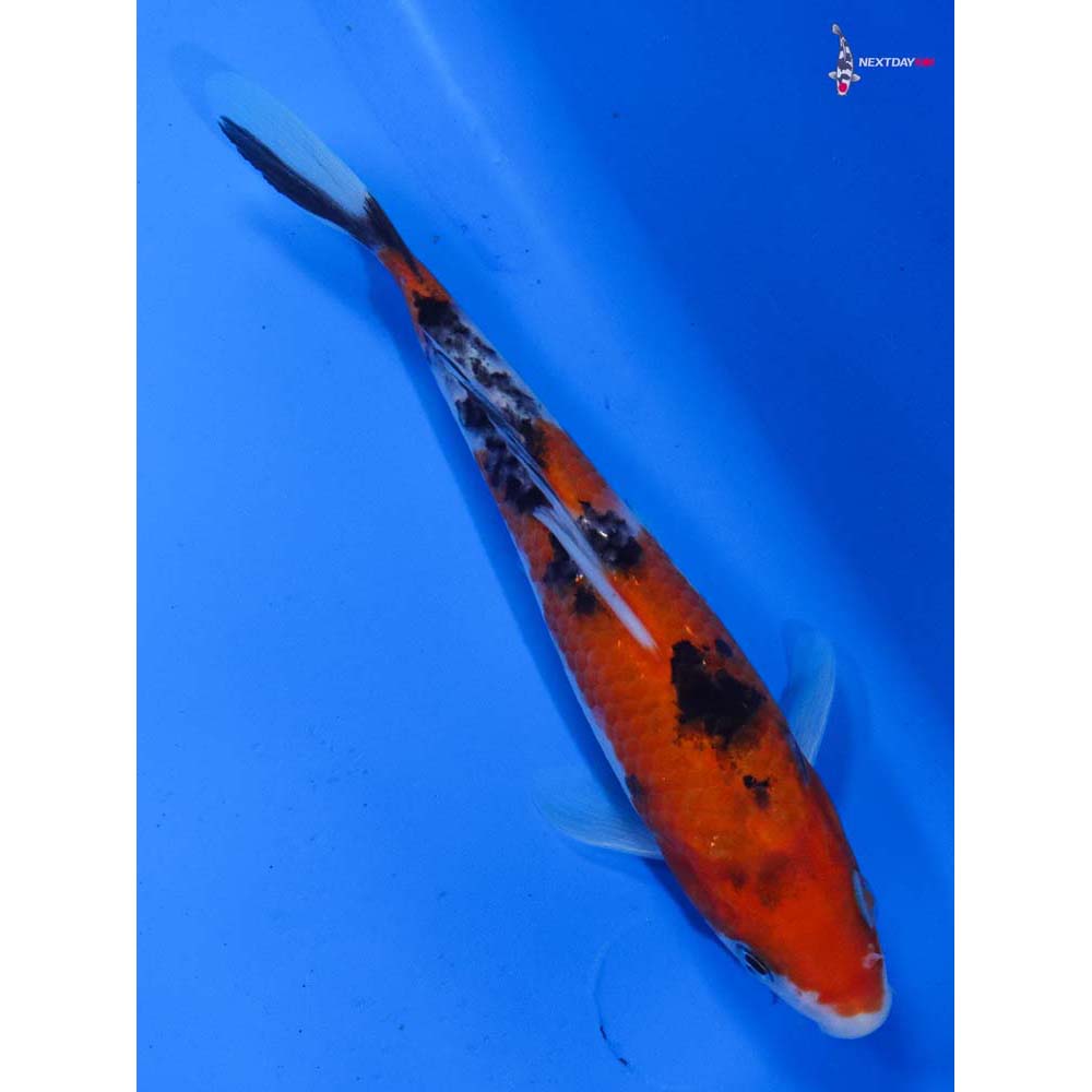 6.5” Imported Sanke