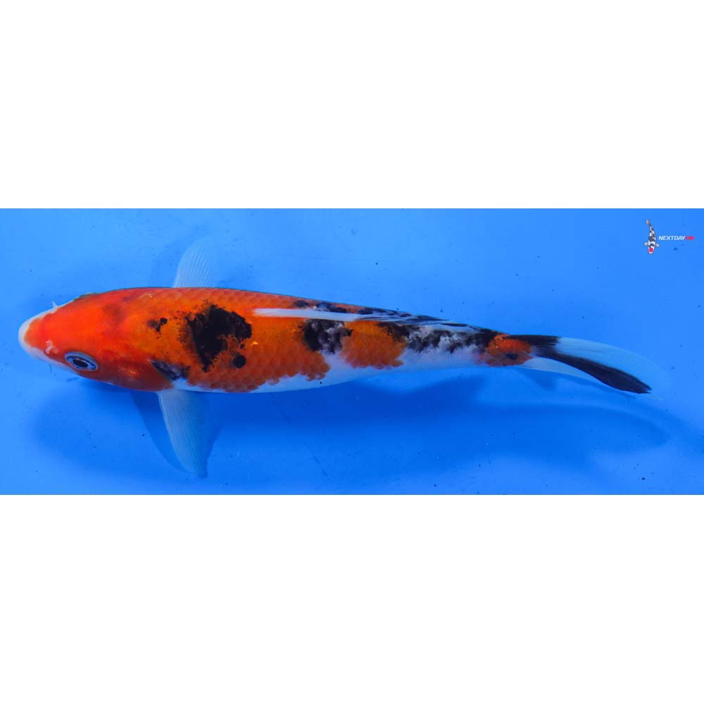 6.5” Imported Sanke