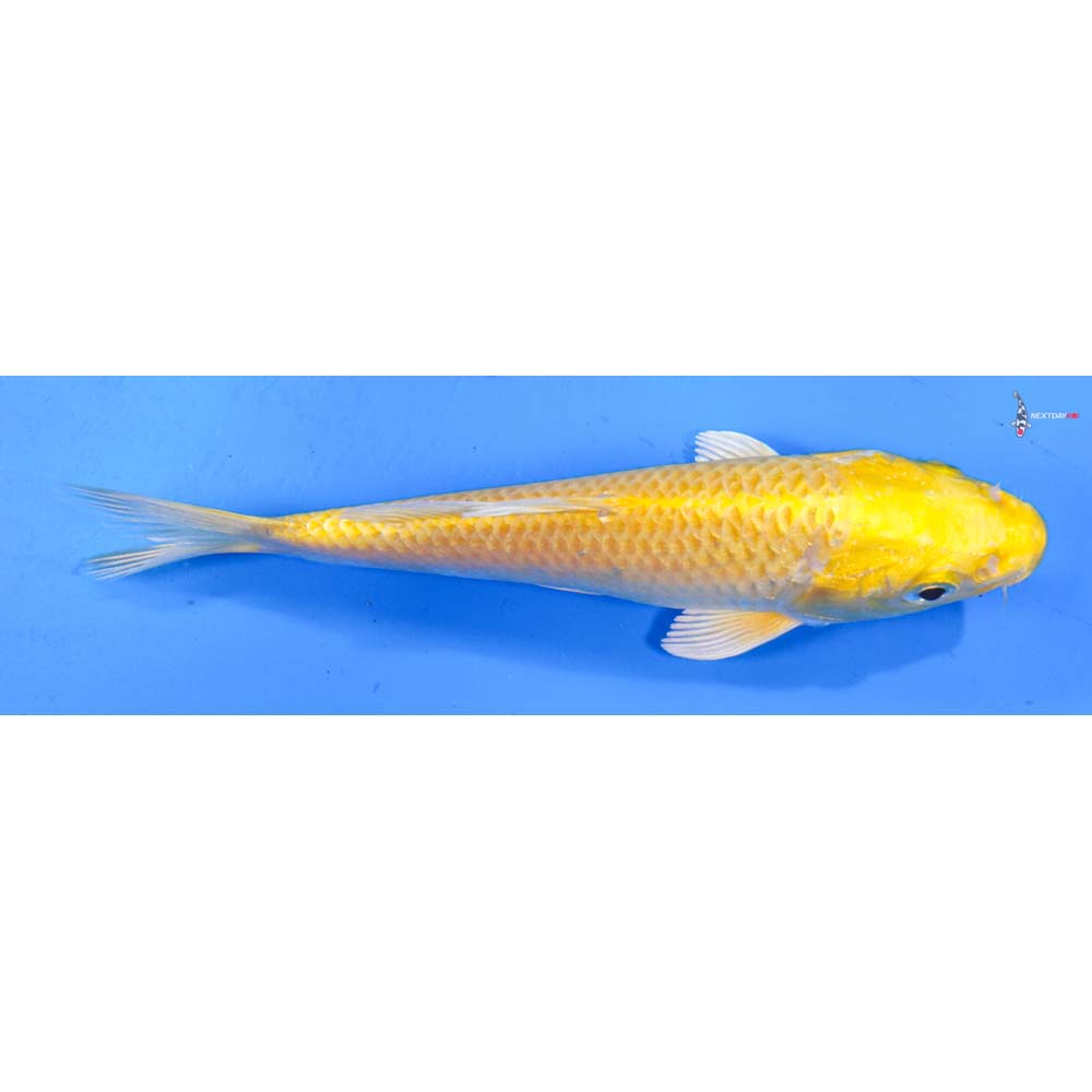 6” Imported Yamabuki Ogon