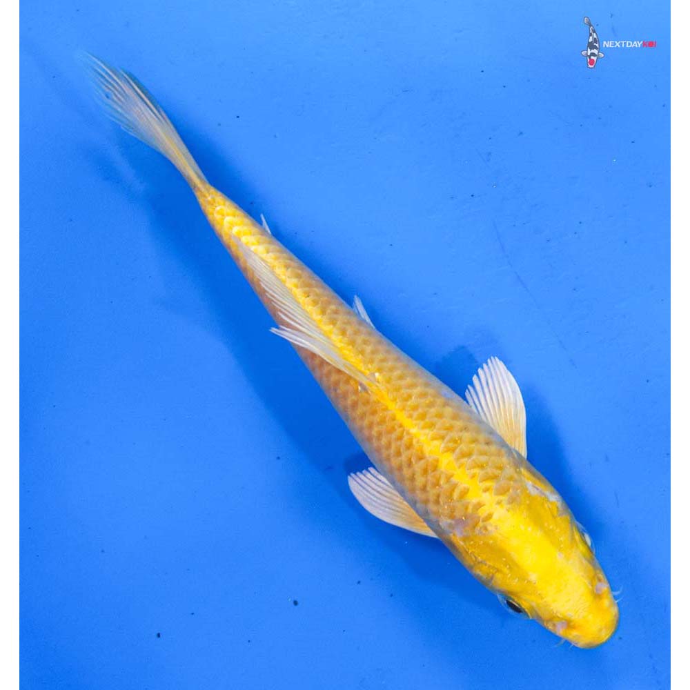 6” Imported Yamabuki Ogon
