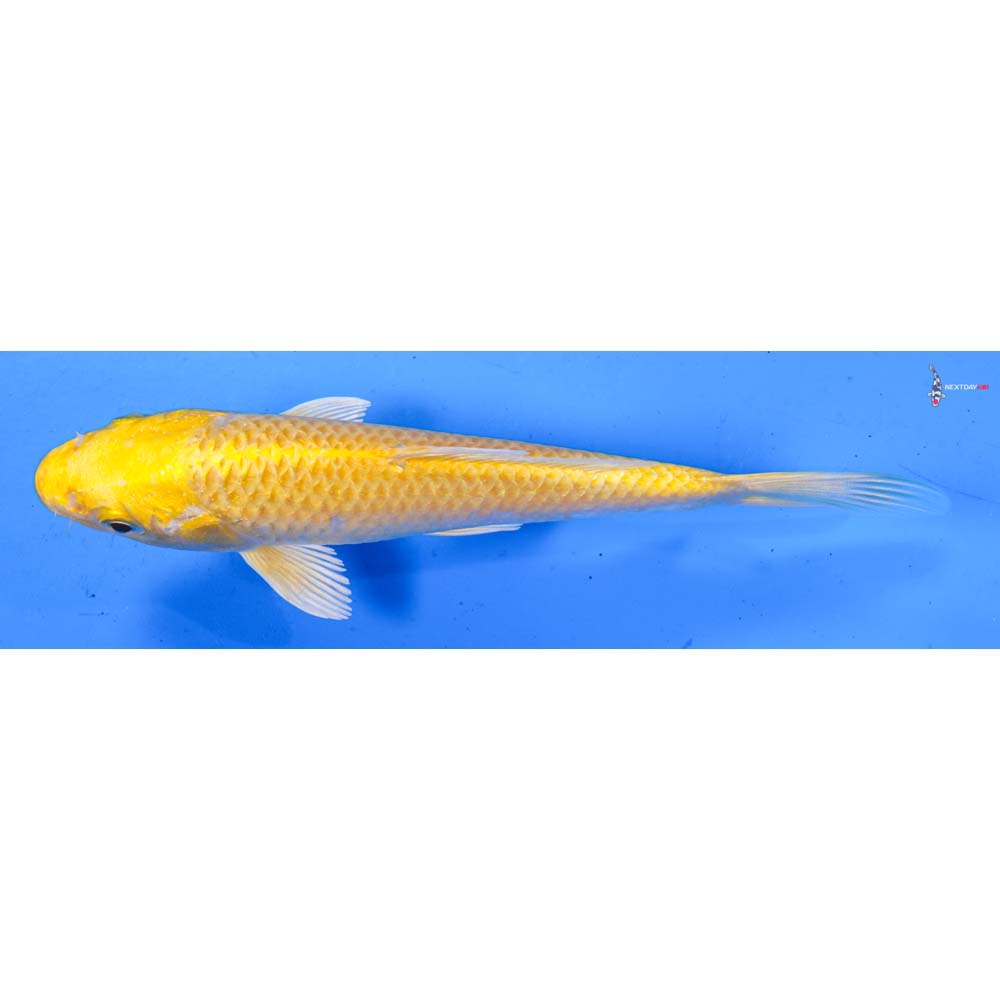 6” Imported Yamabuki Ogon