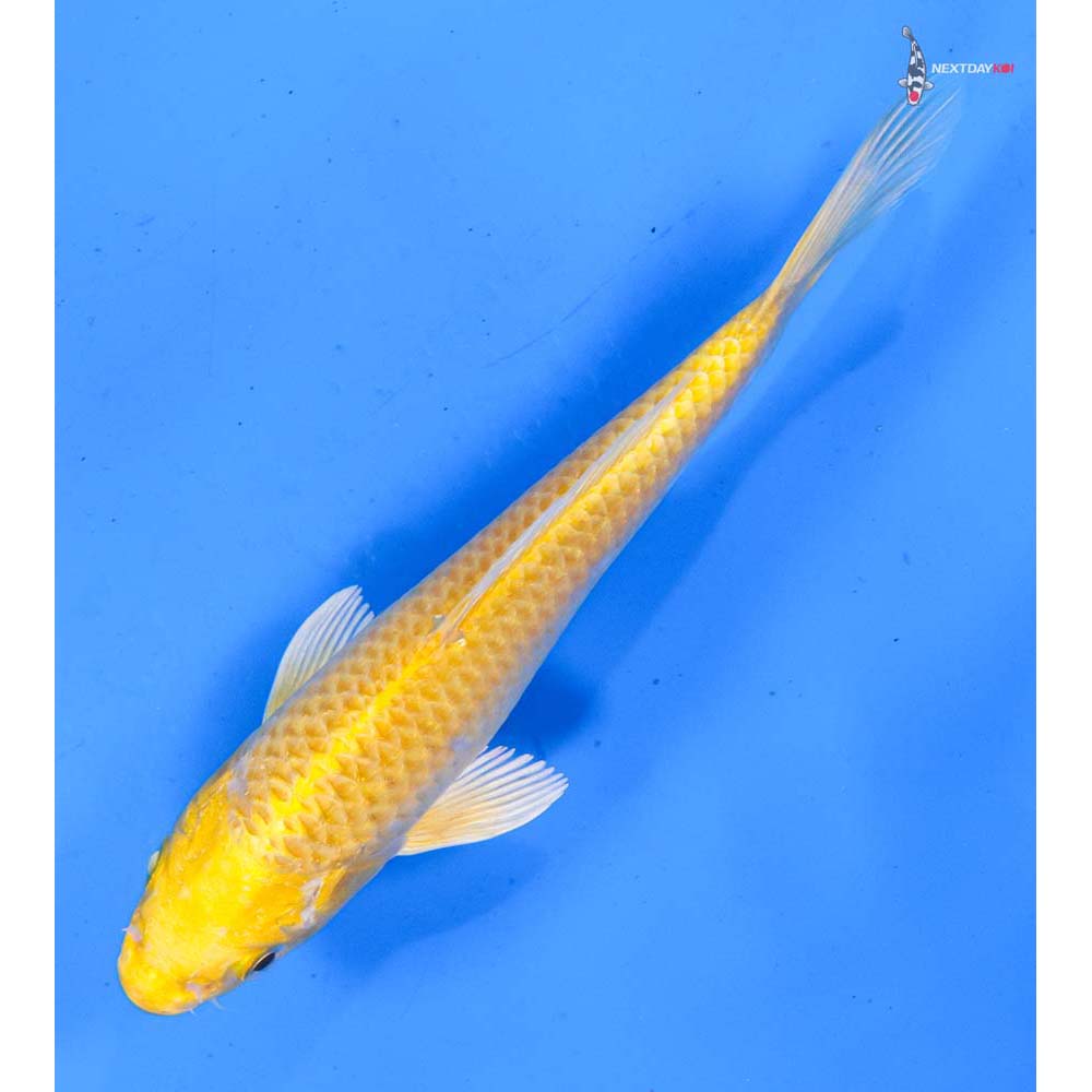 6” Imported Yamabuki Ogon