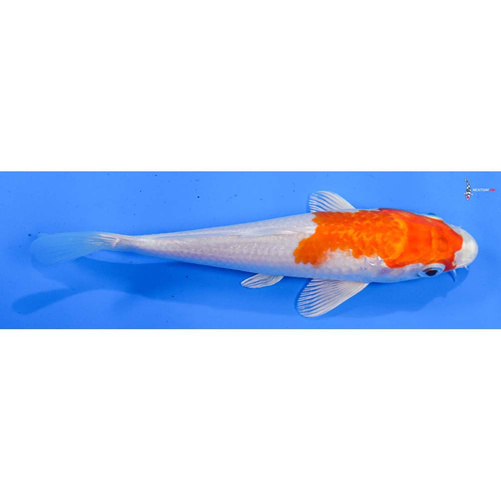 6” Imported Hariwake