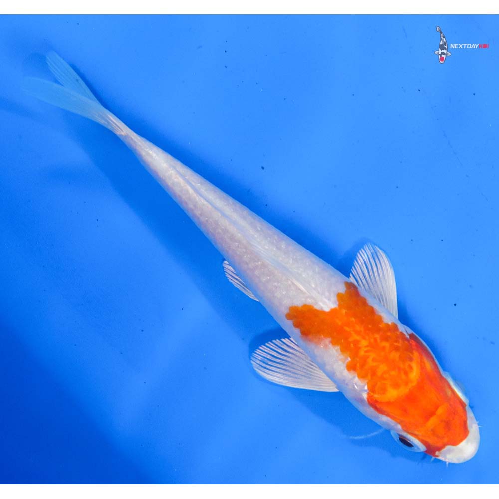 6” Imported Hariwake