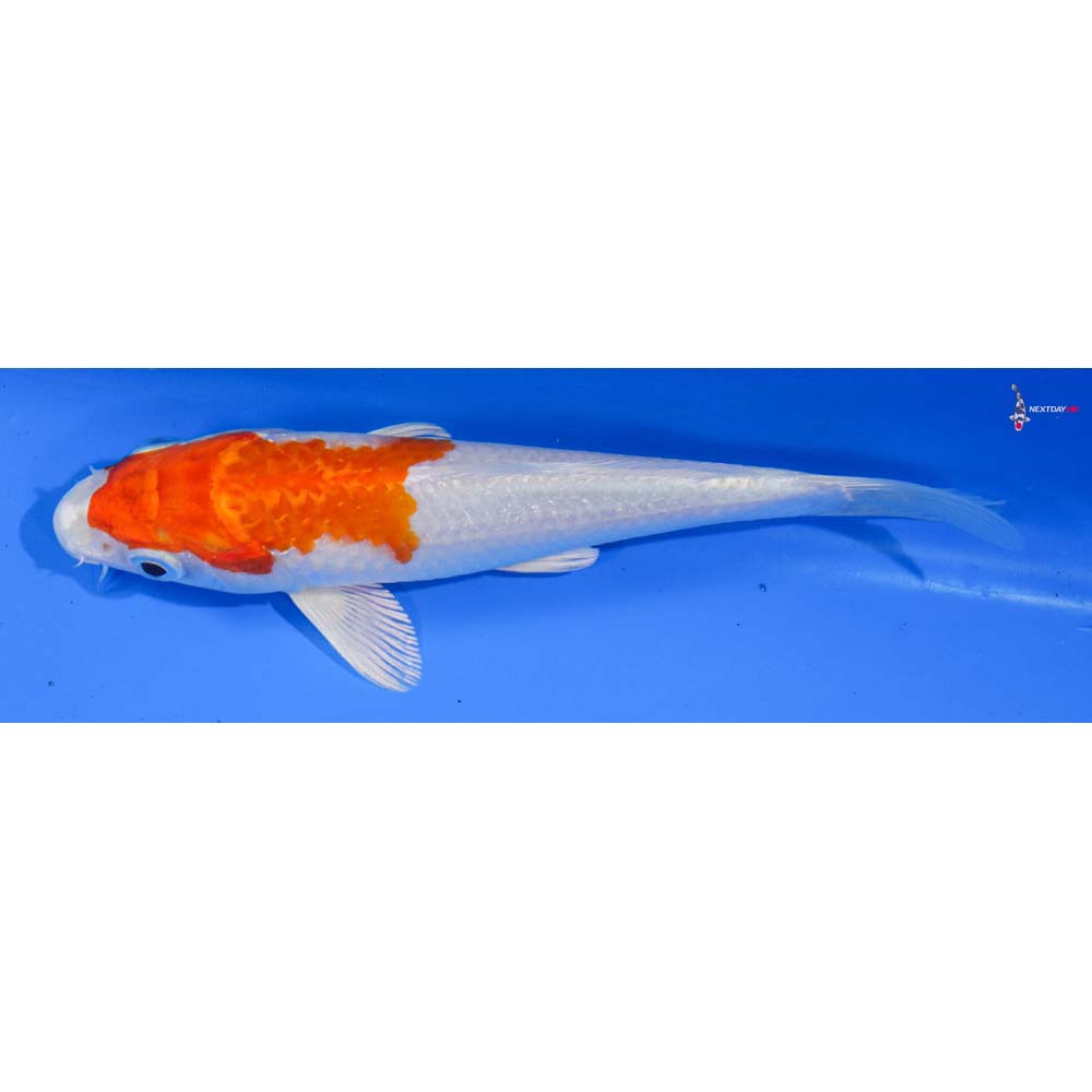 6” Imported Hariwake