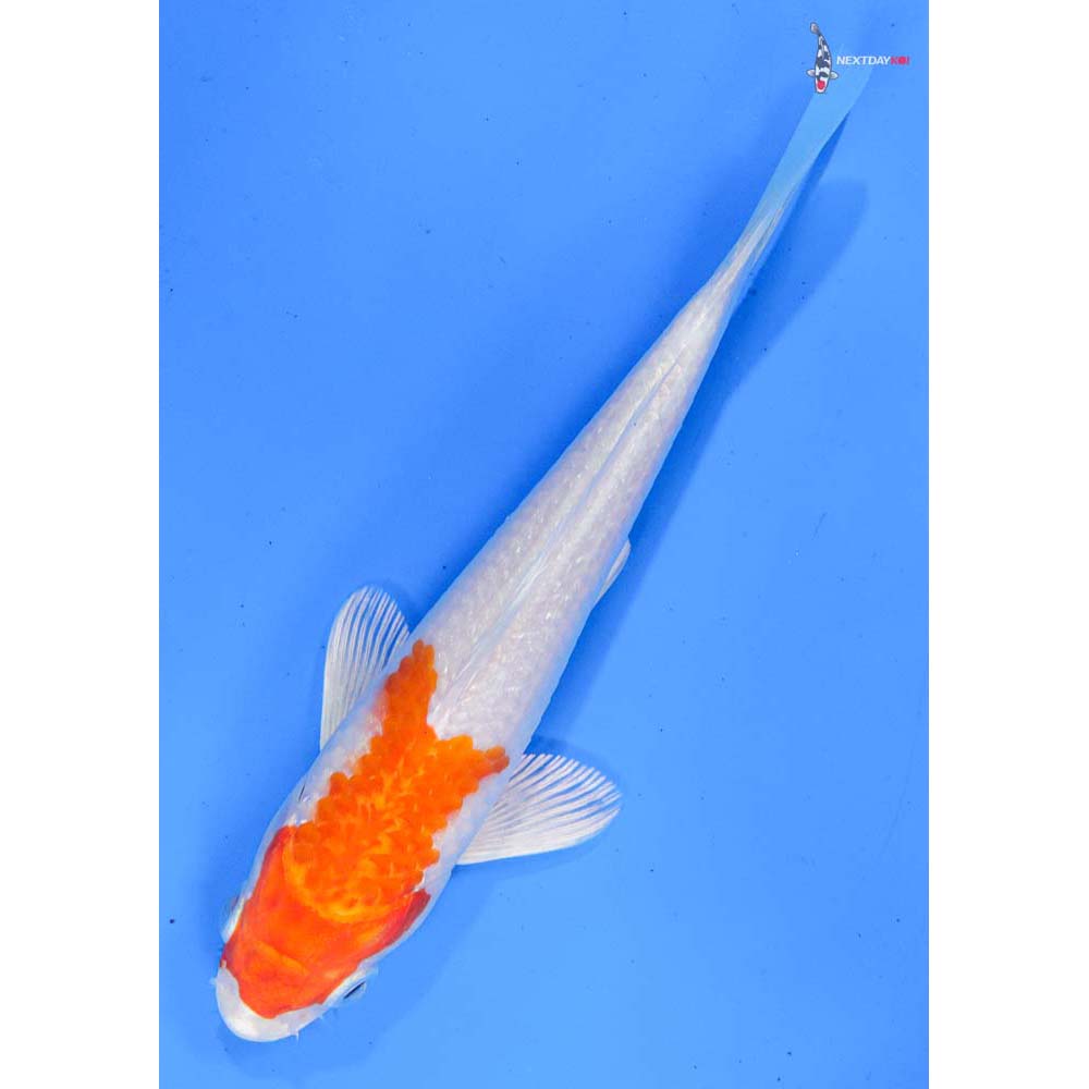 6” Imported Hariwake