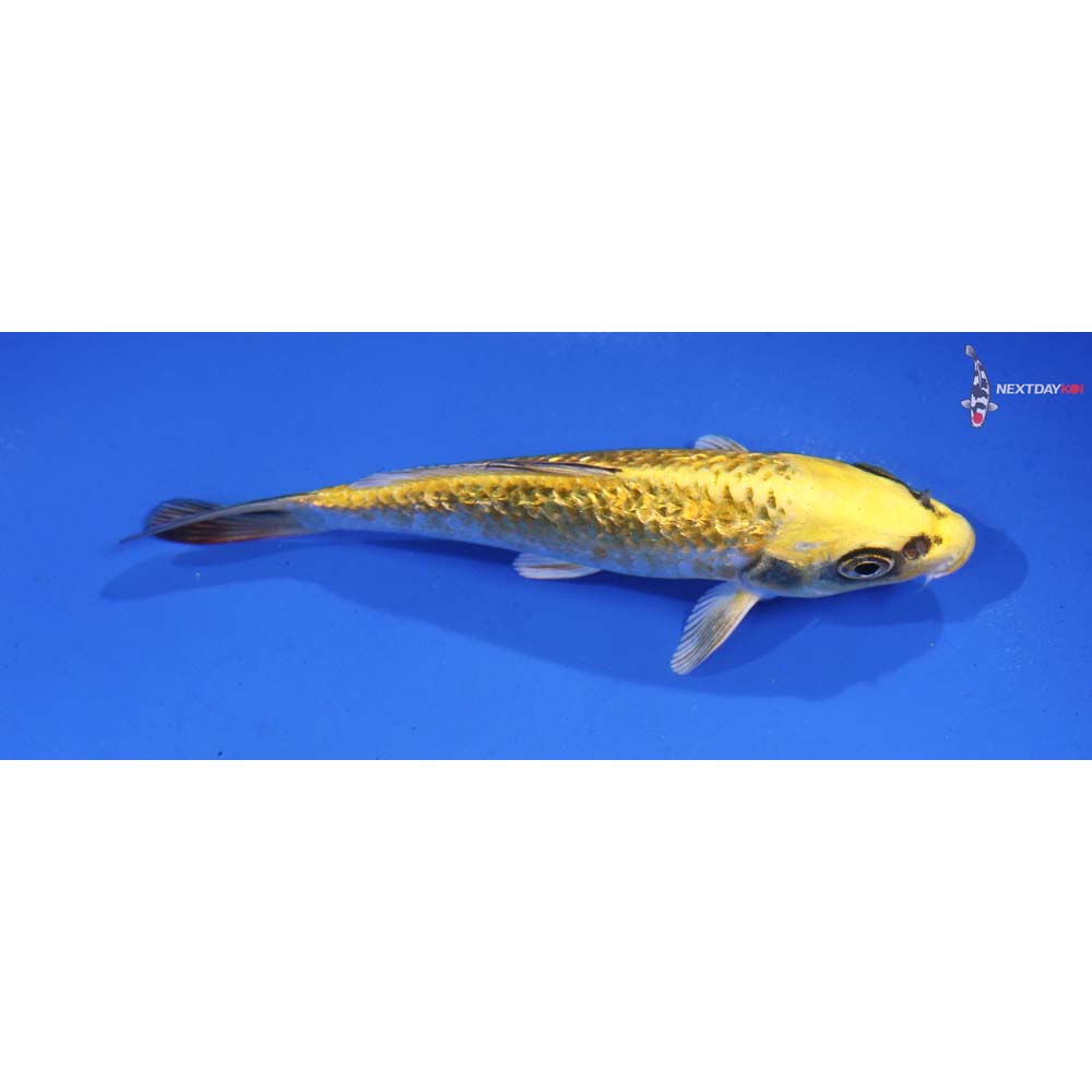 5” Imported Ki Matsuba