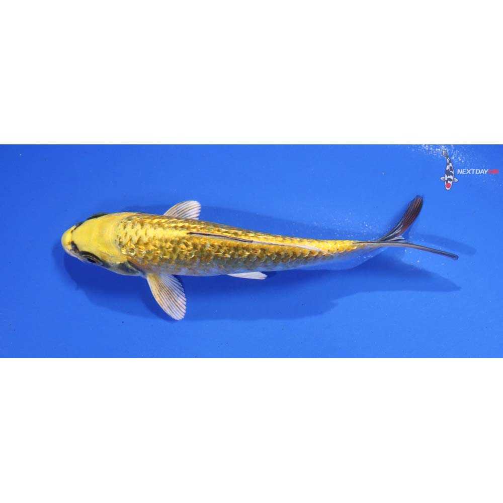 5” Imported Ki Matsuba