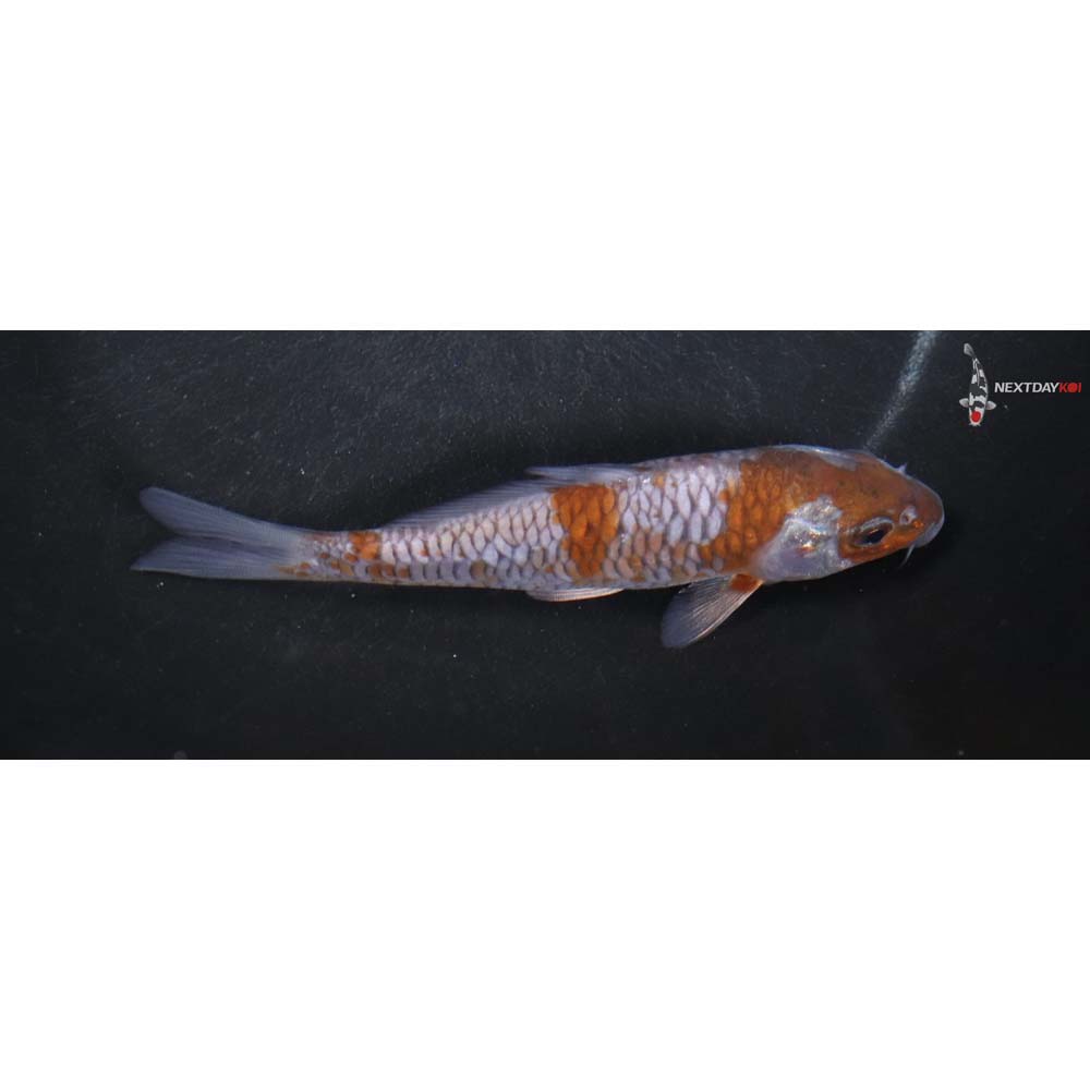 5” Imported Ochiba Shigure